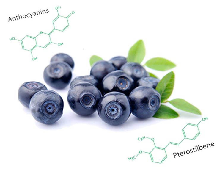 Hoạt chất Anthocyanin trong quả việt quất kích thích dẫn truyền tế bào thần kinh Hoạt chất Anthocyanin trong quả việt quất kích thích dẫn truyền tế bào thần kinh