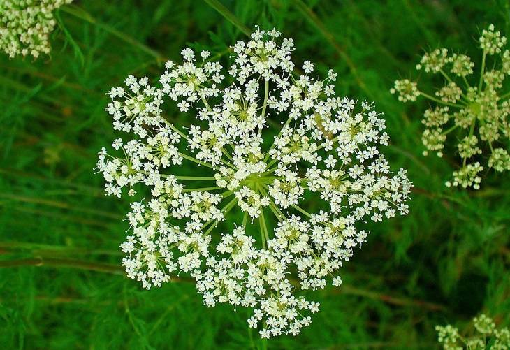 Xà sàng tử có tác dụng làm thuốc chữa lãnh cảm ở phụ nữ rất tốt Xà sàng tử có tác dụng làm thuốc chữa lãnh cảm ở phụ nữ rất tốt