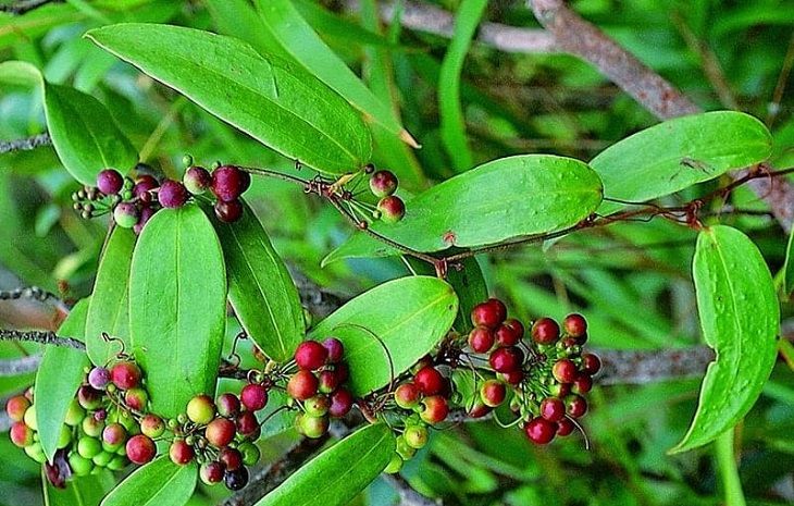 Cây Phổ thục linh là một vị thuốc tăng ham muốn nữ giới Cây Phổ thục linh là một vị thuốc tốt giúp tăng ham muốn nữ giới