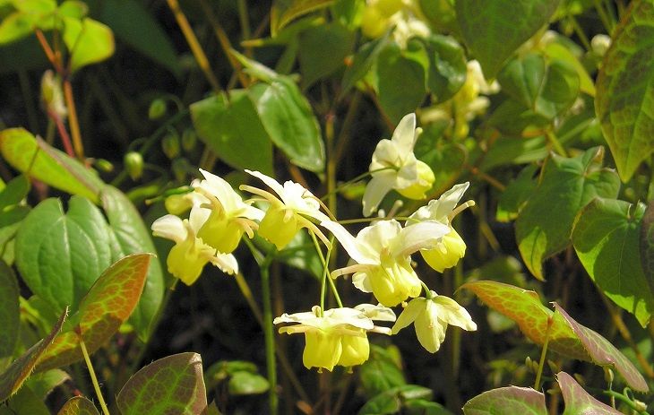 Dâm dương hoắc - vị thuốc tăng ham muốn nữ hiệu quả Dâm dương hoắc giúp kích thích ham muốn tình dục, tăng cường hệ miễn dịch