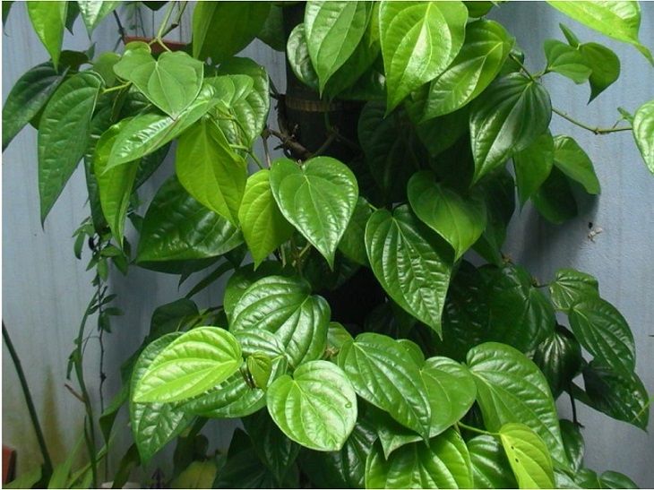 Cách chữa viêm cổ tử cung tại nhà từ trầu không rất hiệu quả