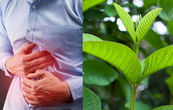 Lá ổi là dược liệu thiên nhiên chữa viêm loét và giảm sôi bụng