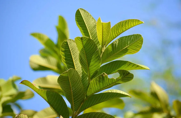 Hình ảnh lá ổi
