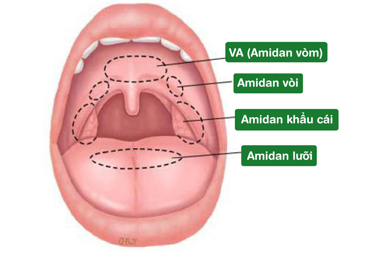 Cấu tạo của amidan