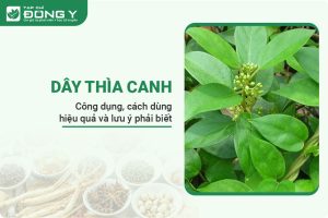 img-hinh-anh-cay-thia-canh