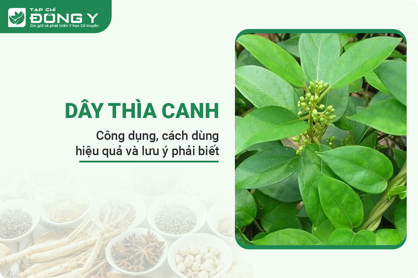 img-hinh-anh-cay-thia-canh