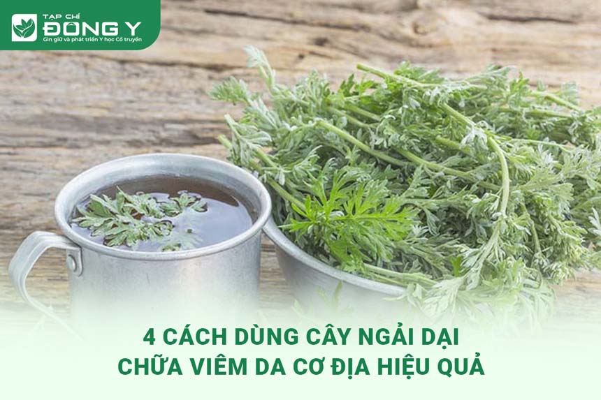 cay-ngai-dai-chua-viem-da-co-dia