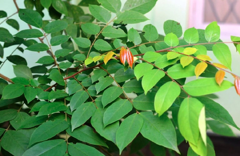 Lá khế có khả năng làm dịu các triệu chứng của viêm da cơ địa như ngứa và đỏ