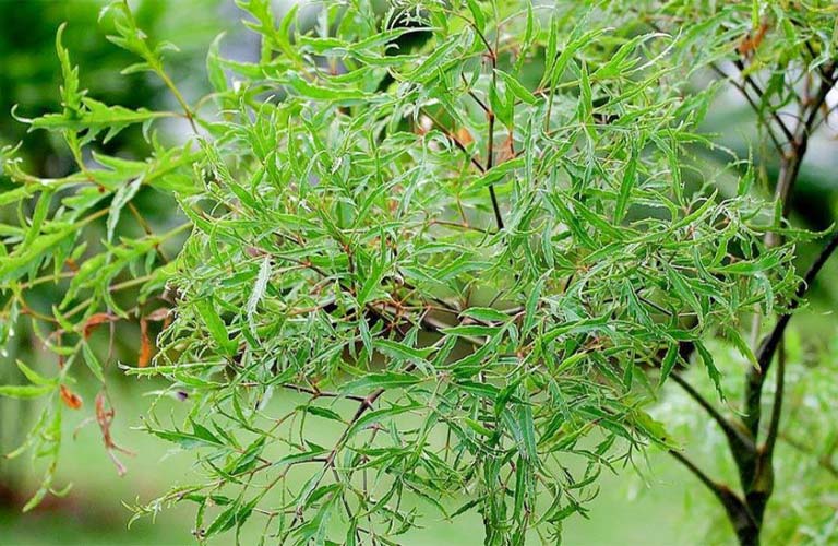 Lá đinh lăng cũng hỗ trợ quá trình tái tạo tế bào da, giữ ẩm cho da
