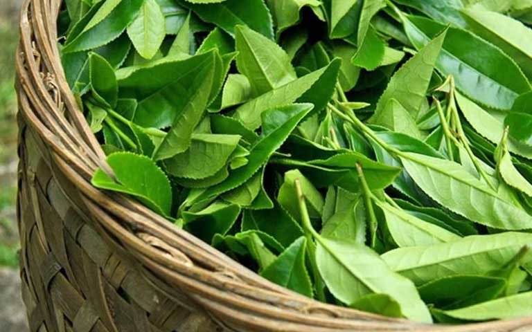 Lá trà xanh có tác dụng sát trùng, diệt khuẩn, giảm ngứa rất tốt