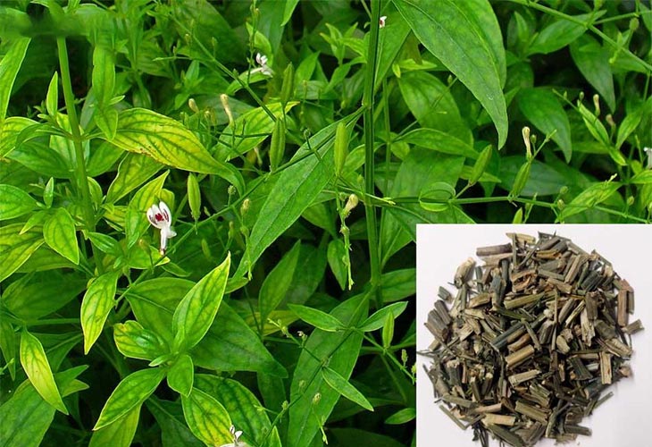 Sử dụng dược liệu như xuyên tâm liên hỗ trợ cải thiện viêm amidan hiệu quả