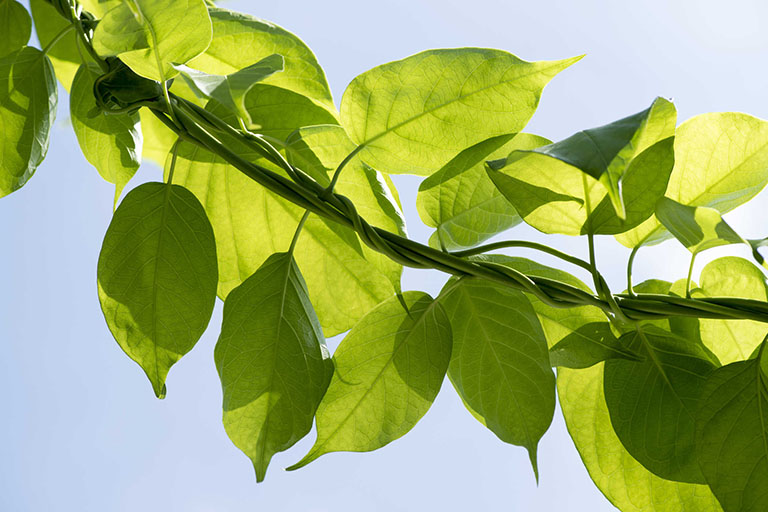 thuốc tiểu đường diabetna thuốc tiểu đường diabetna