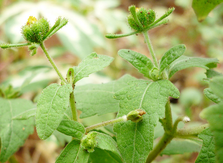 Fengshi Opc giá bao nhiêu Fengshi Opc giá bao nhiêu