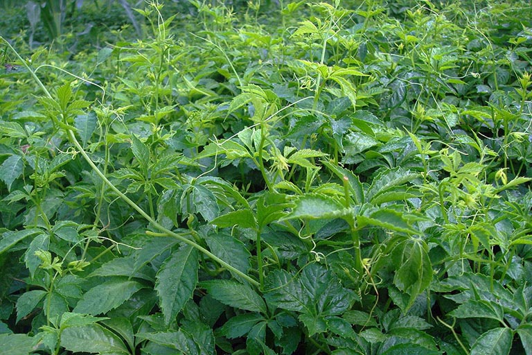 Giảo Cổ Lam Tuệ Linh Giảo Cổ Lam Tuệ Linh