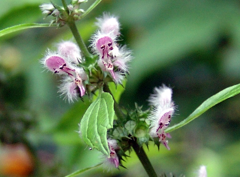 ích huyết khang có tác dụng gì ích huyết khang có tác dụng gì