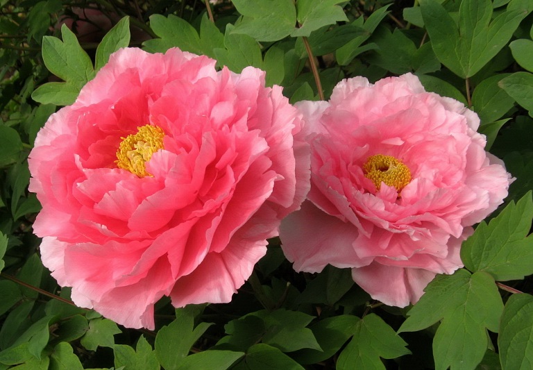 Tác dụng Bổ Thận Âm Nhất Nhất