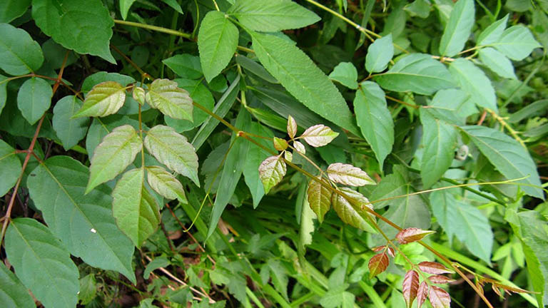 trà dây lava có tốt không trà dây lava có tốt không