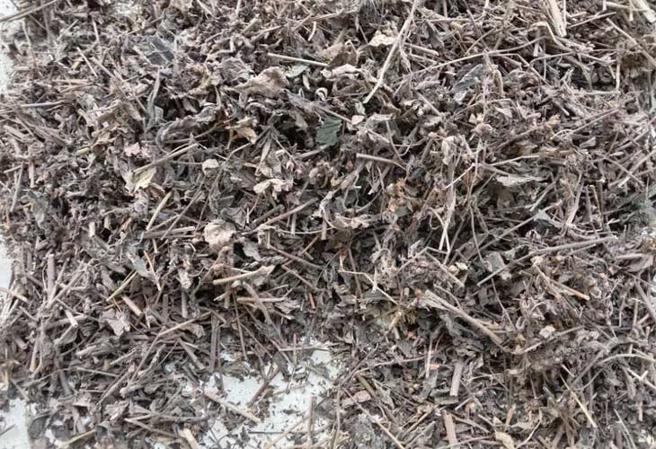 Dược liệu nhân trần mang đến hiệu quả cải thiện bệnh tích cực