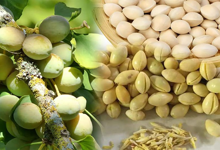 Các hoạt chất trong bạch quả có khả năng cải thiện tuần hoàn máu