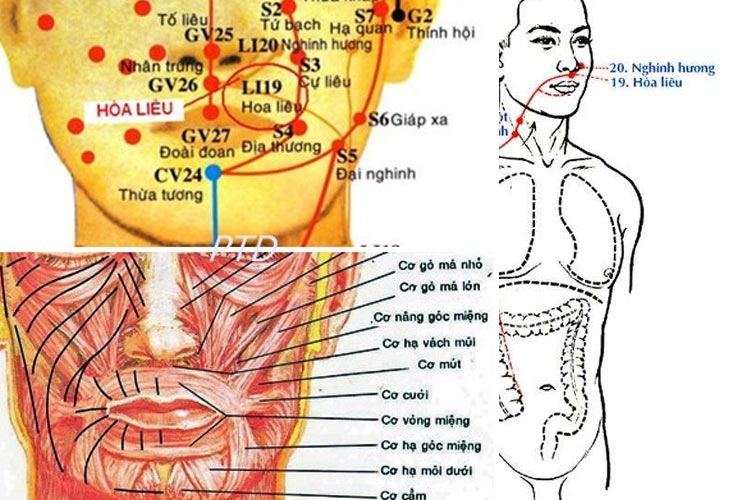 Huyệt Khẩu Liêu (LI19) có vị trí đặc biệt ở vùng miệng