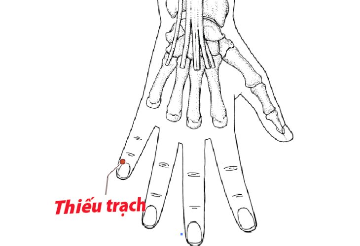 Huyệt có tác dụng điều hòa kinh khí, thanh nhiệt, tán phong và thông lạc
